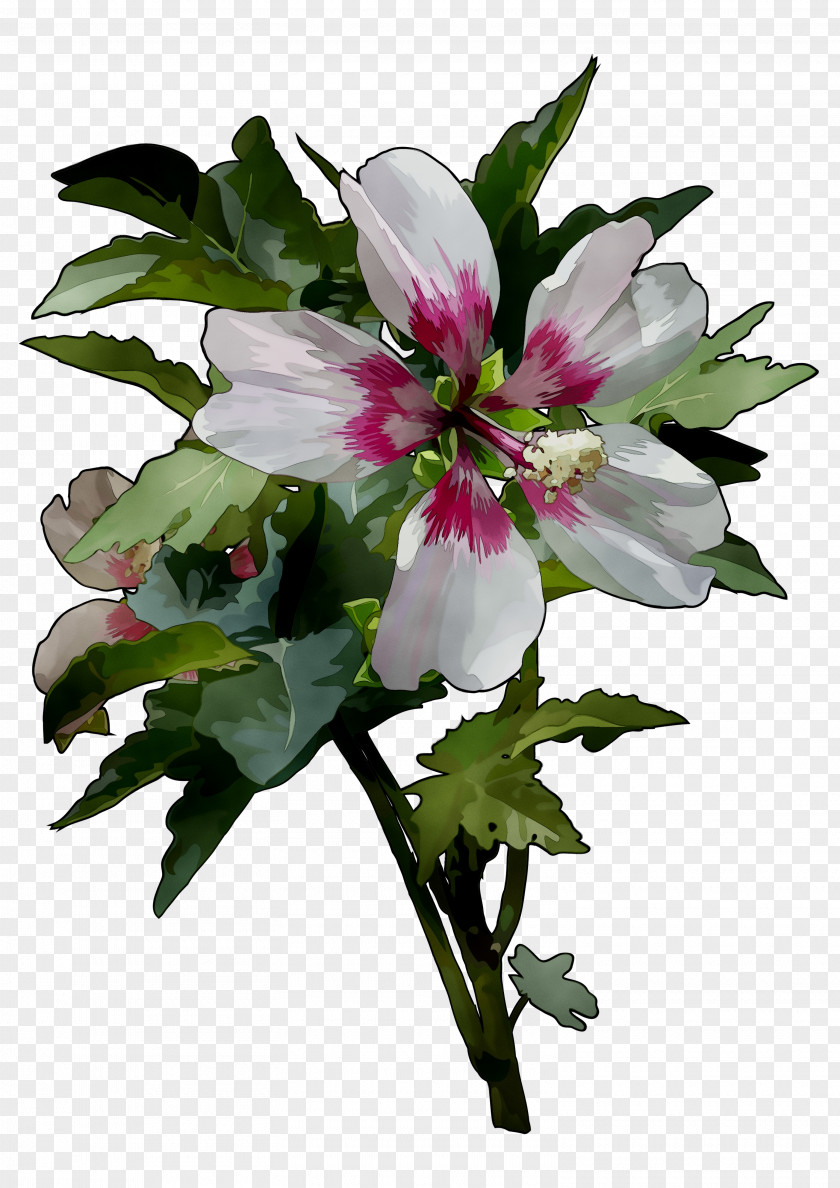 Annual Plant Herbaceous Cut Flowers Plants PNG