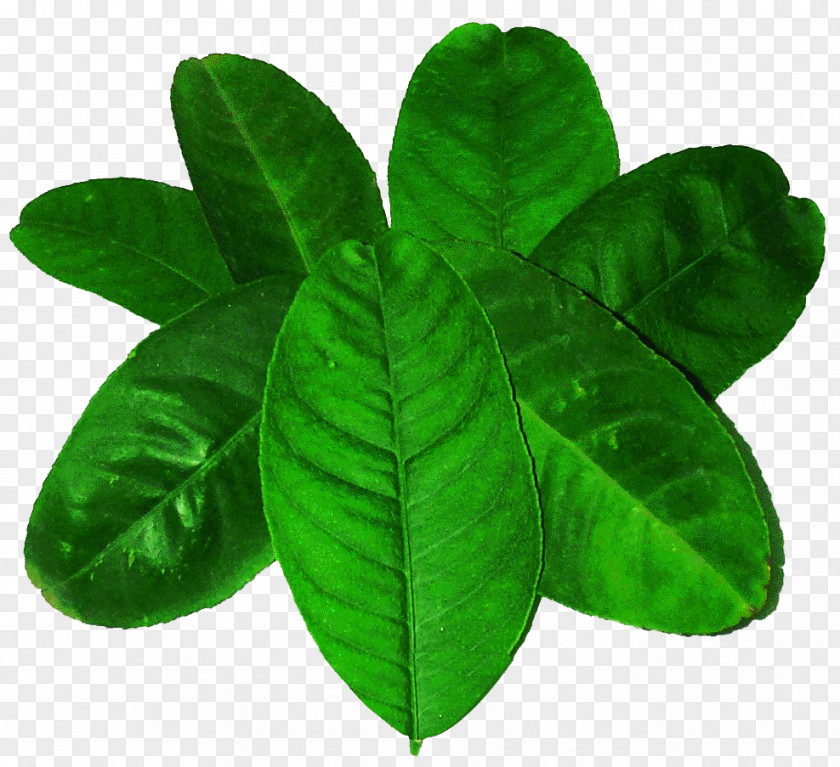 Blue Lemon Leaves Picture Material Leaf Green PNG