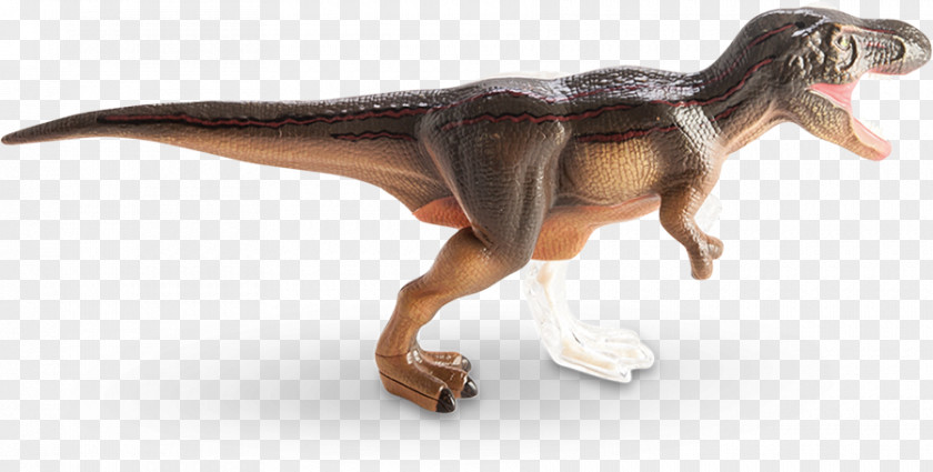 Dinosaur Tyrannosaurus Human Anatomy Sue PNG
