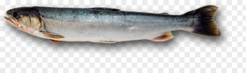 Fish Sardine Products Chignik Lake Oily PNG