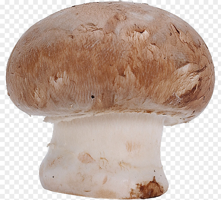 Mushroom Common Fungus Agaricus Campestris Clip Art PNG