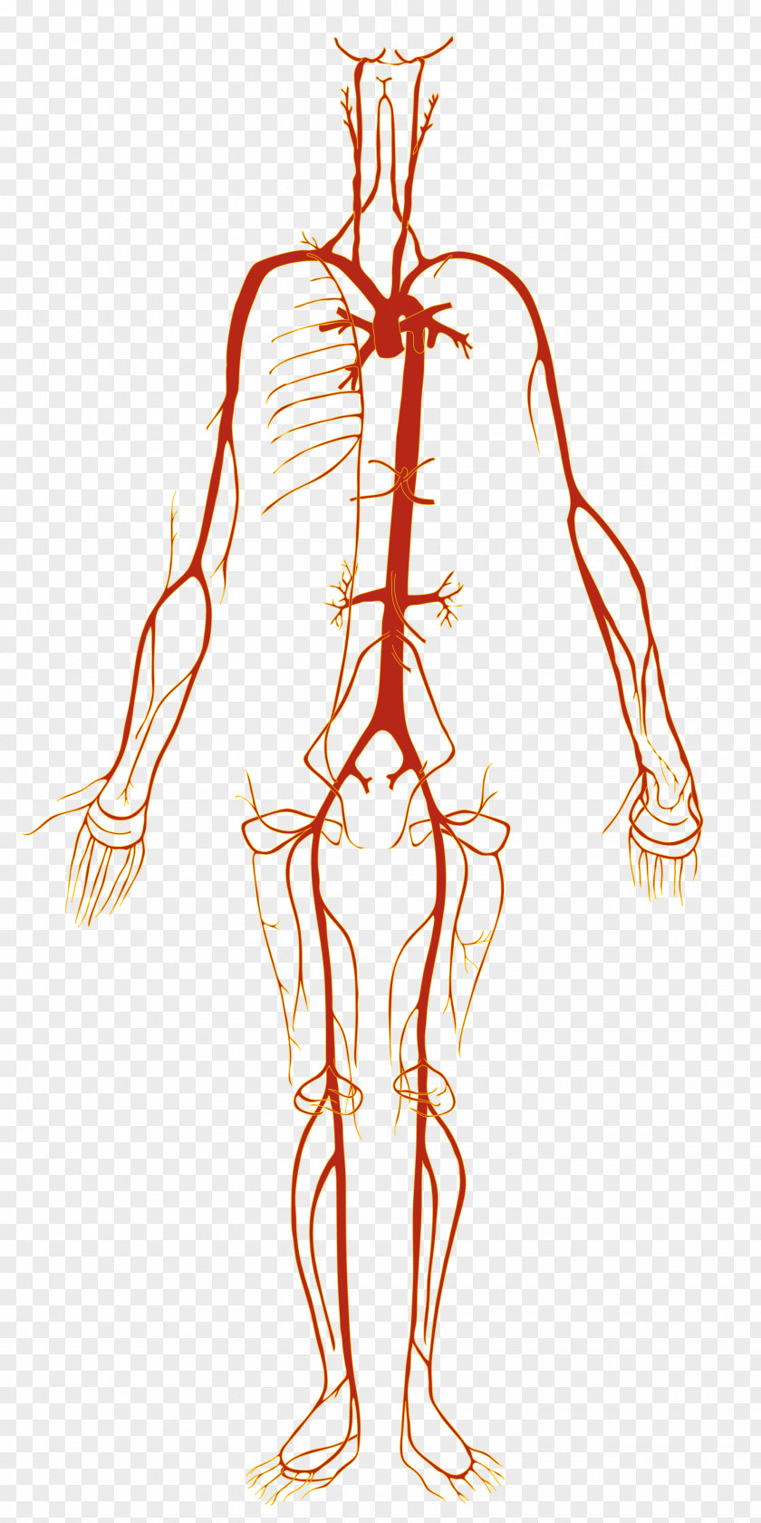 Body Acupoint Diagram Artery Human Blood Vessel Anatomy PNG