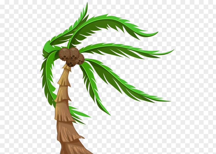 Coconut Arecaceae Tree Clip Art PNG