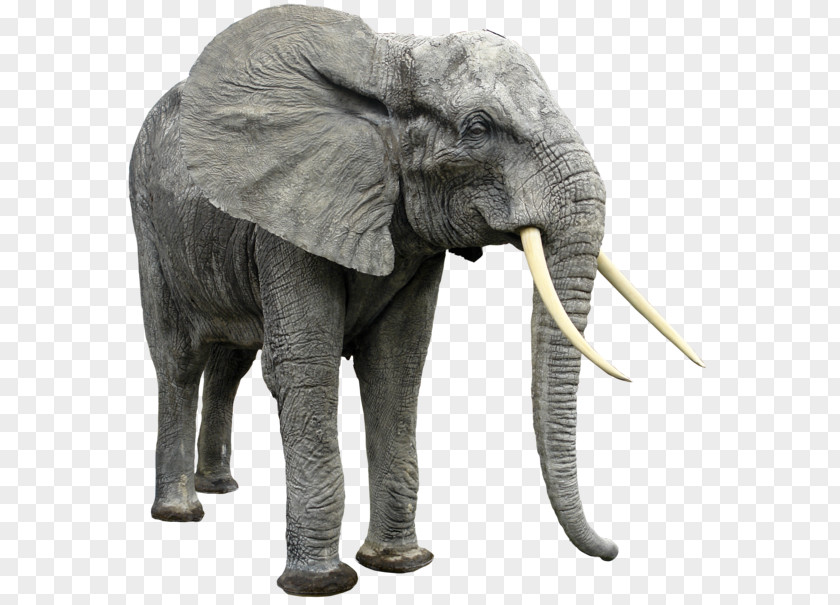 Elephants PNG clipart PNG