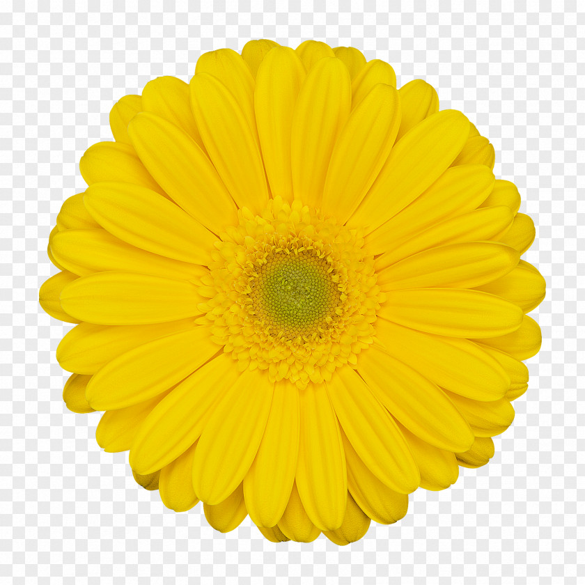 Flower Stock Photography Stock.xchng Clip Art Image PNG