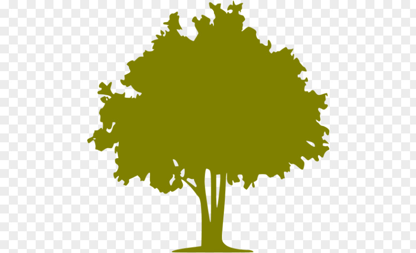 Olive Tree Forest Color PNG