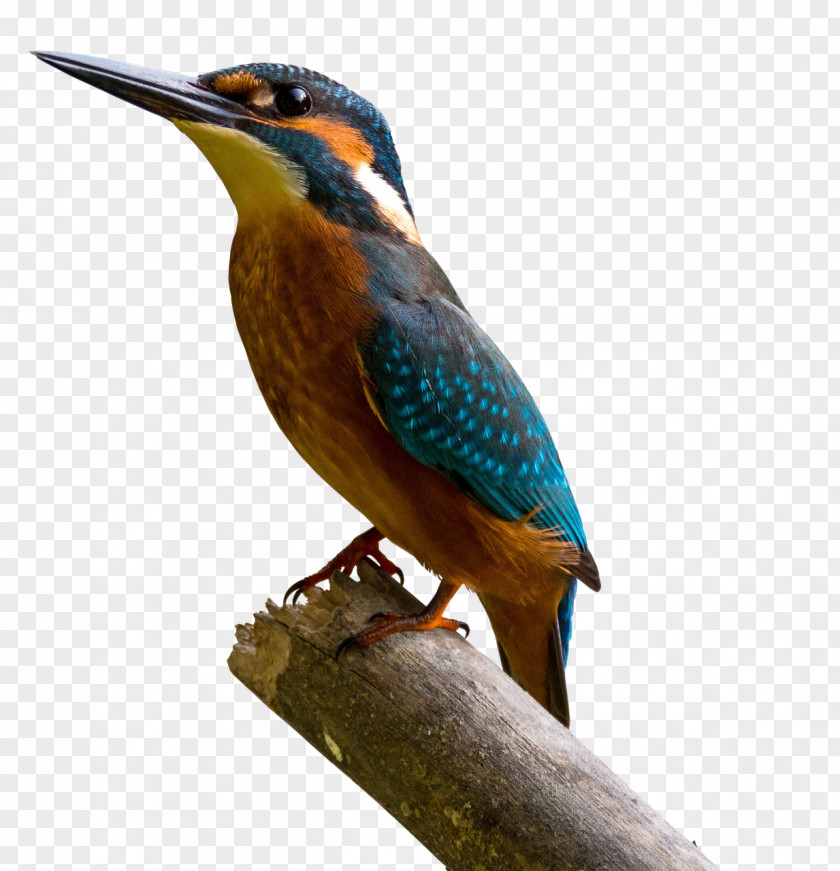 Painting Common Kingfisher Art PNG