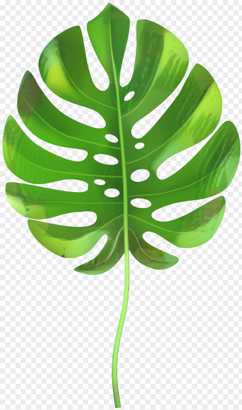 Arum Family Vascular Plant Green Leaf Background PNG