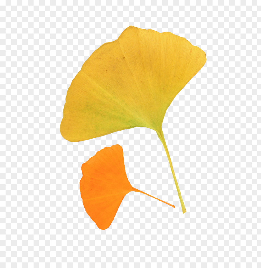 Autumn Leaves Ginkgo Leaf Biloba Deciduous PNG