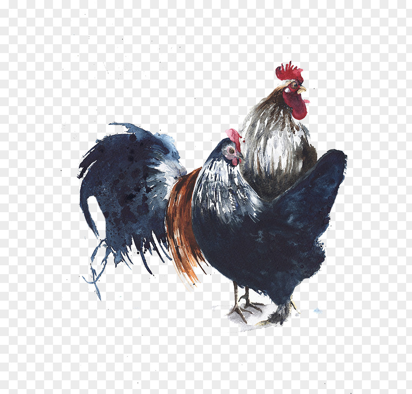 Big Black Cock Rooster Chicken Bird Watercolor Painting Illustration PNG
