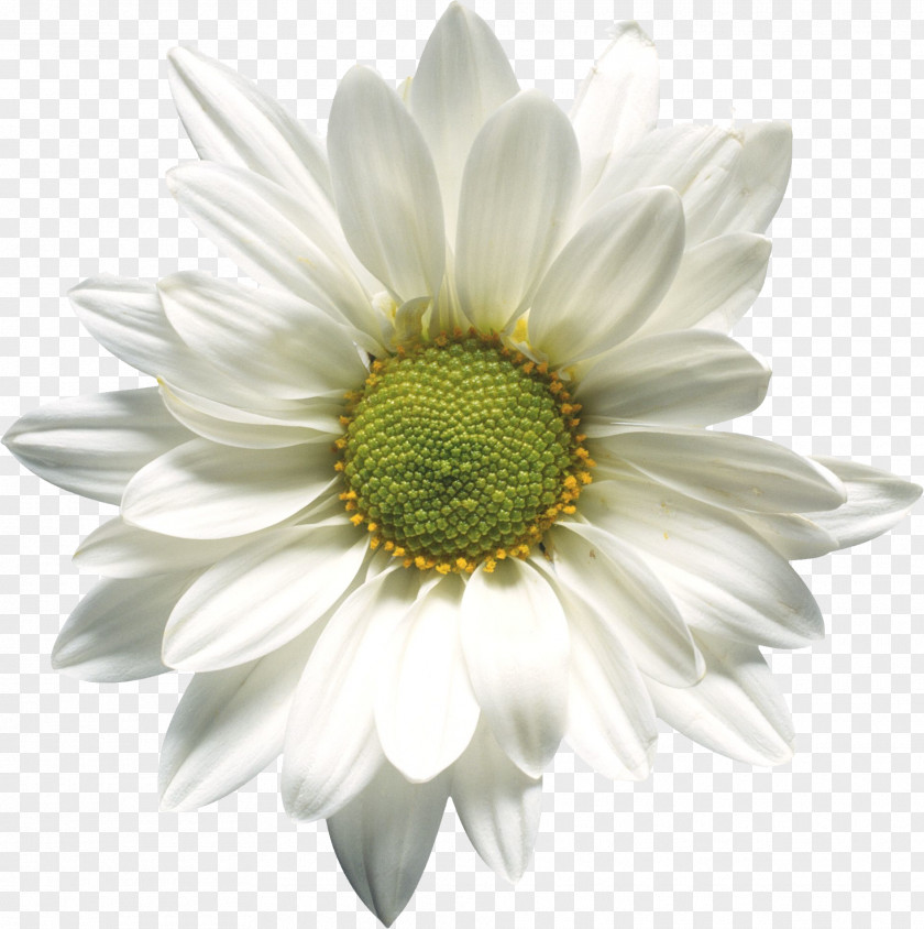 Flower Stock Photography Common Daisy Desktop Wallpaper PNG