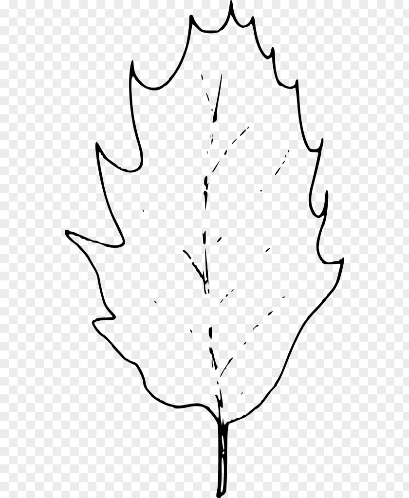 Leaf Twig White Line Art Plant Stem Clip PNG