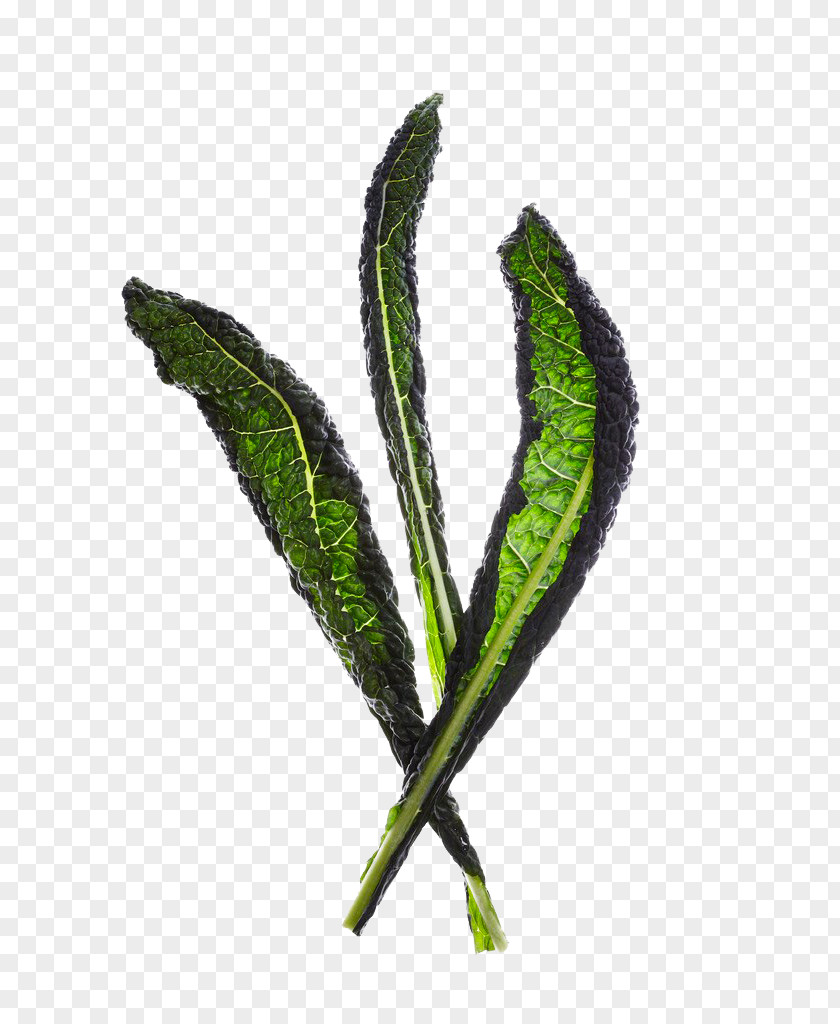 Leaves Leaf Vegetable Lettuce PNG