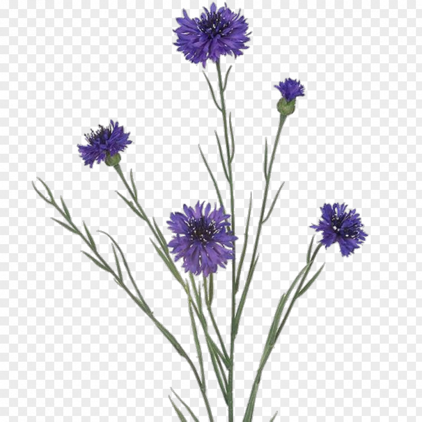 Lilac Flower Of The Fields Drawing Bouquet PNG