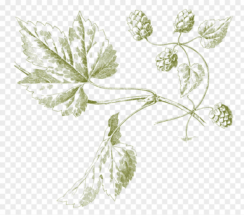 Beer Hops Botanical Illustration Ale PNG