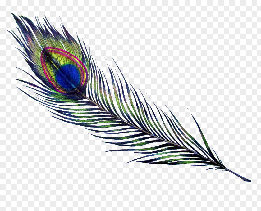 Feather Bird Parrot Drawing Pavo PNG
