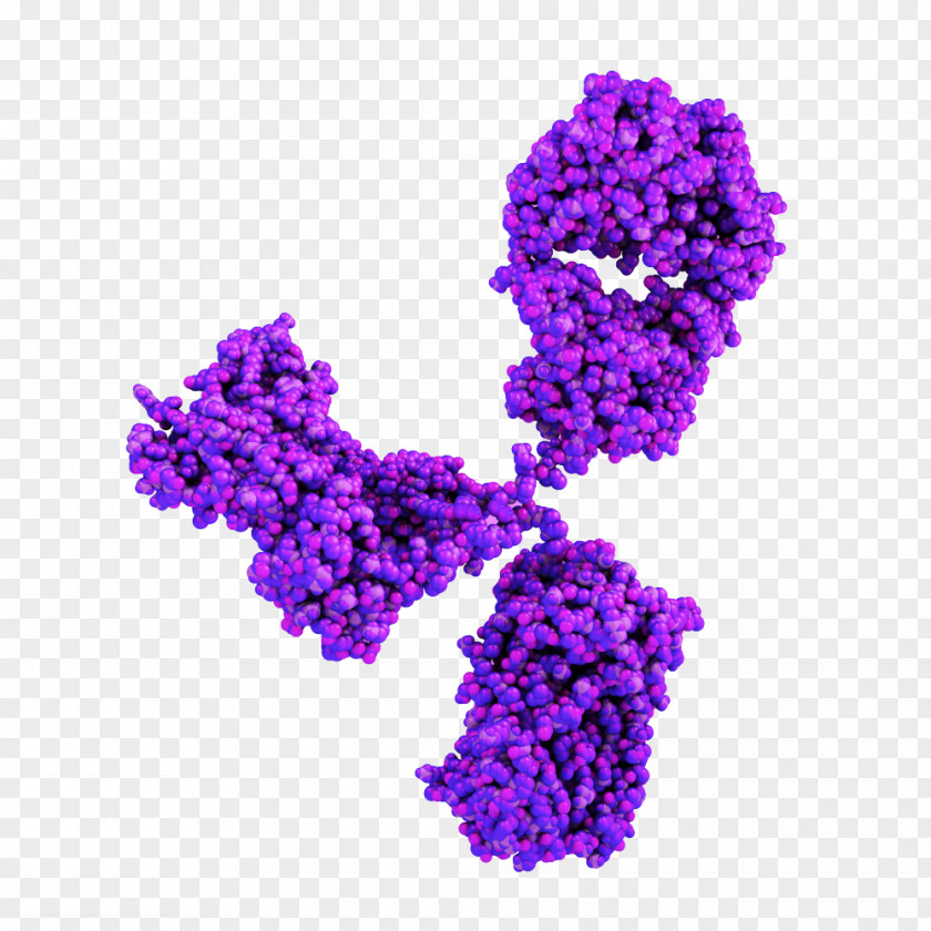 Monoclonal Antibody Stock Photography Immune System PNG