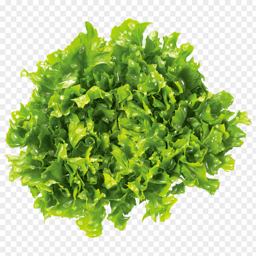 Salad Leaf Vegetable Brassica Juncea Mustard Plant Food Parsley PNG
