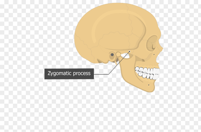 Skull Temporal Bone Sphenoid Styloid Process PNG