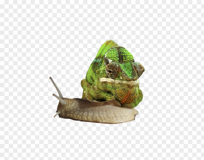 Snail PNG