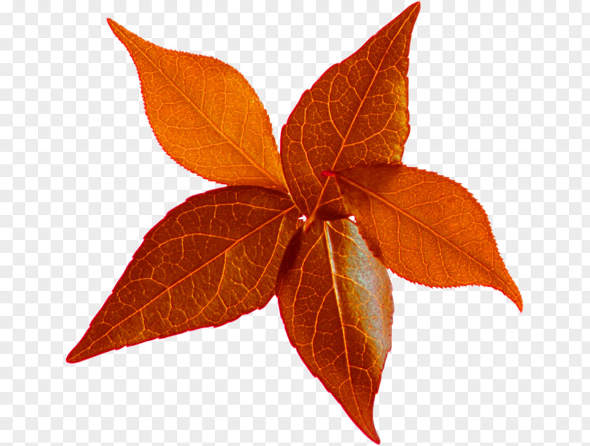 Leaf Autumn Leaves LiveInternet Clip Art PNG