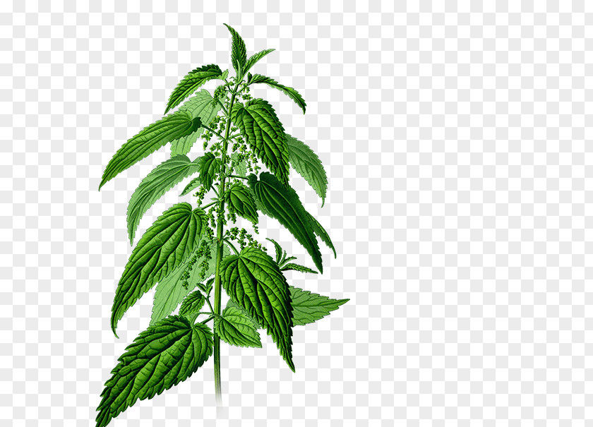 Plant Common Nettle Fructus Dioecy Botany Herb PNG