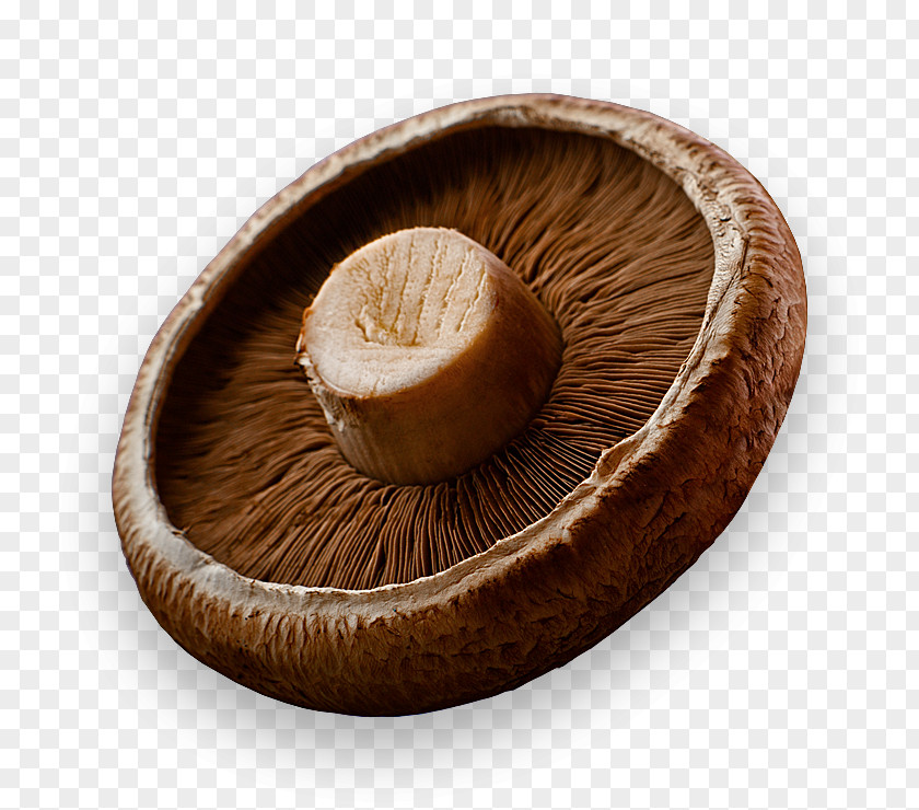 Shiitake Mushroom Common B Vitamins Biotin Dietary Supplement PNG