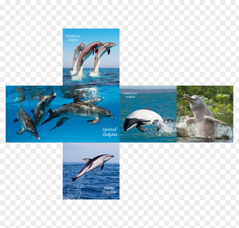 Winter Posters Decorative Brand Wholphin Spotted Dolphins V-Cube 7 PNG