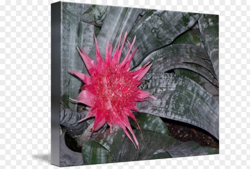 Aechmea Gamosepala Flowering Plant PNG