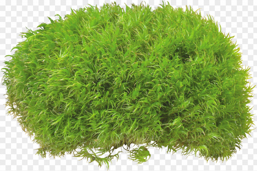 Bushes Clip Art PNG