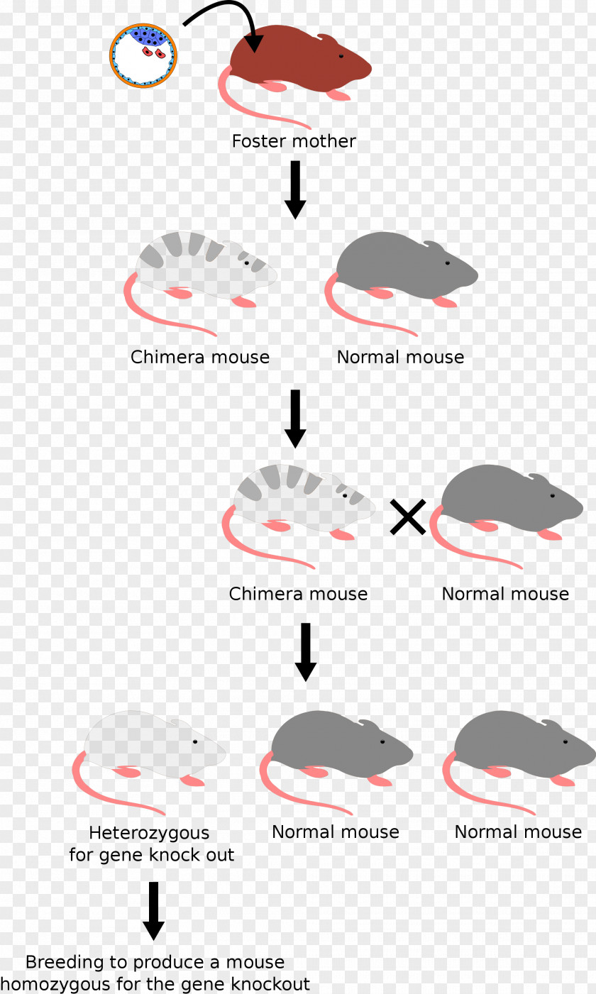Molecular Cell Biology Knockout Mouse House Gene Genome PNG