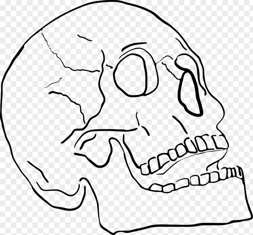 Skull Jaw Mouth Bone Mandible PNG