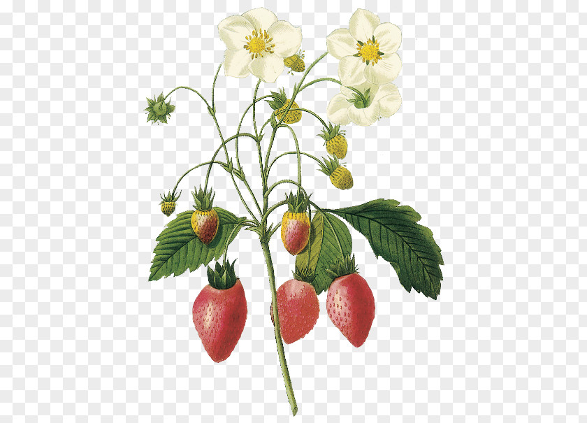 Strawberry Virginia Choix Des Plus Belles Fleurs Botanical Illustration Botany PNG