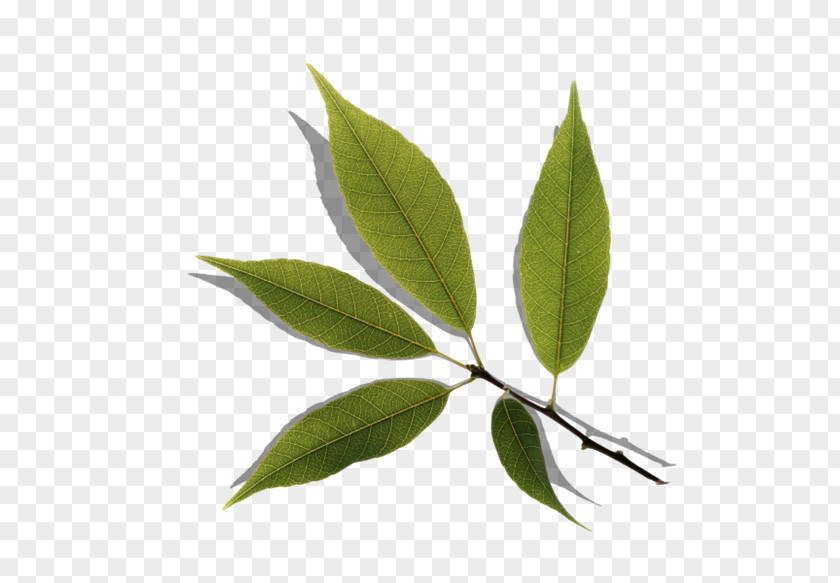 Trrees Cut Leaf Television Image Quercus Myrsinifolia Ha PNG