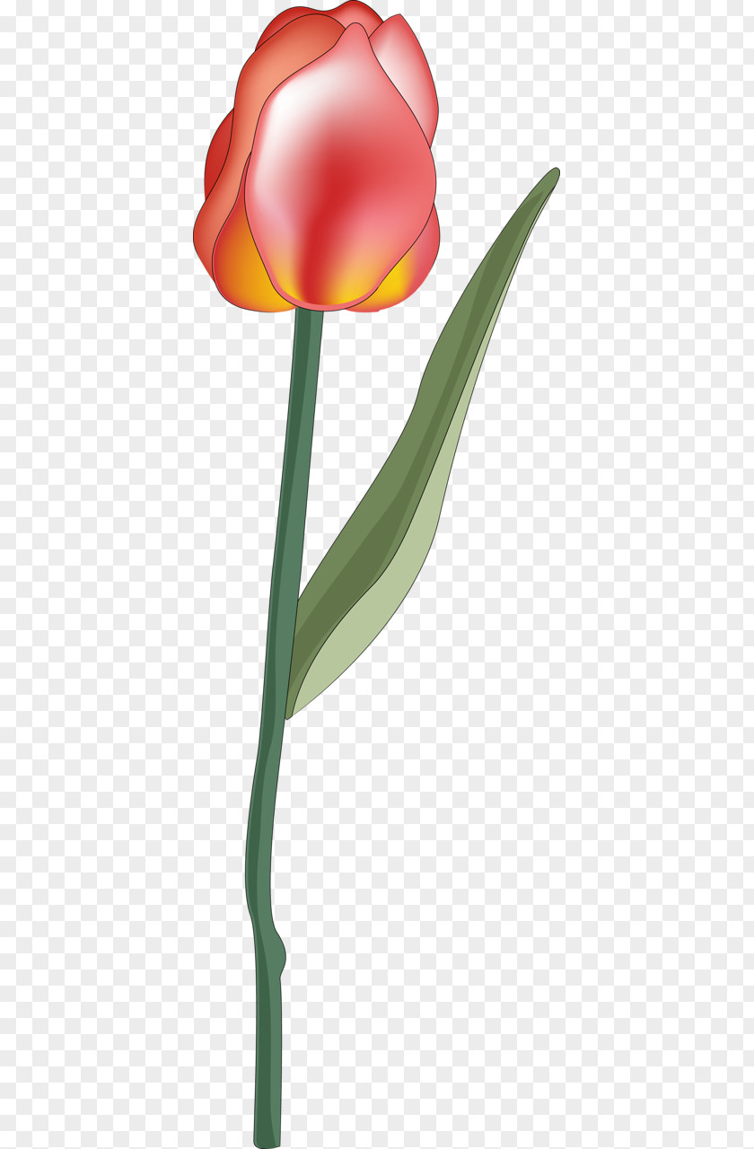 Tulip Petal Plant Stem PNG