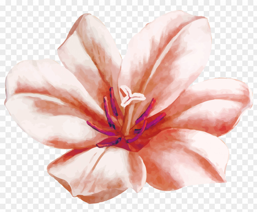 Vector Hand-painted Flowers Watercolor Painting Flower Euclidean PNG
