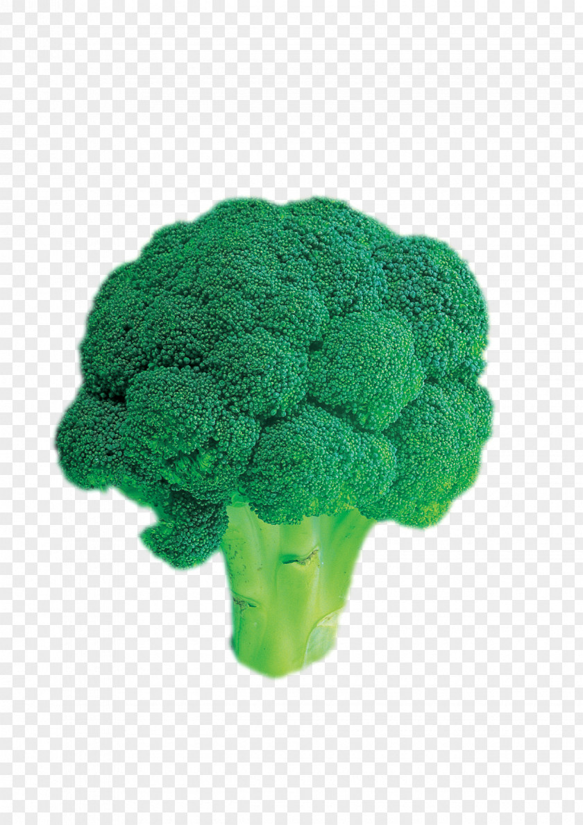 Broccoli Vegetable PNG