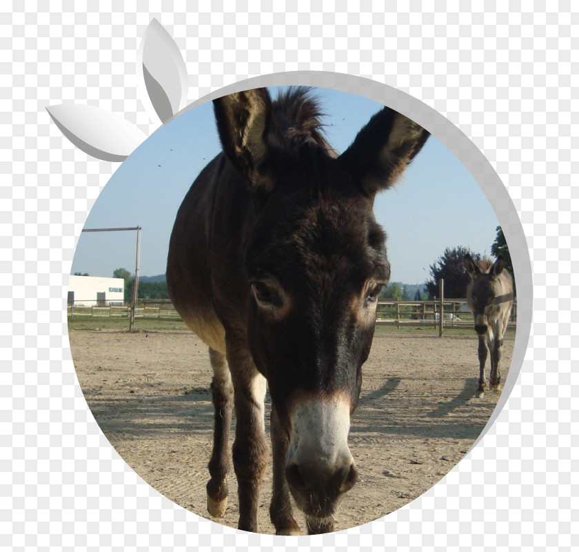 Donkey Mule Milk Asintrekking ASD Equestrian PNG