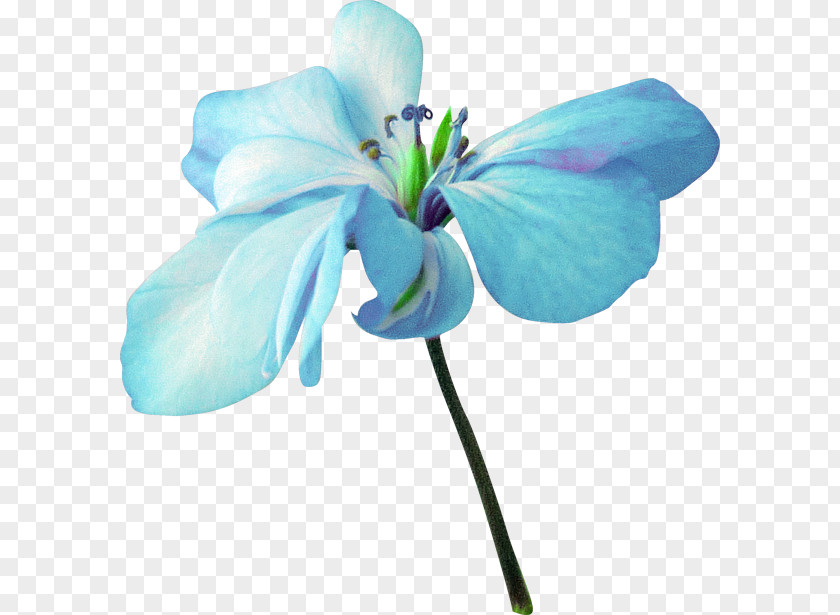Flower Blue Clip Art PNG