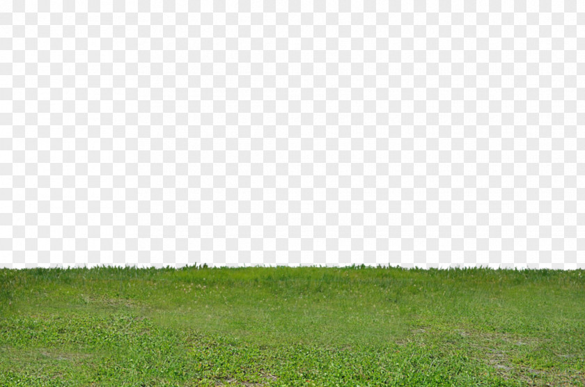 Greenery Grassland Meadow Prairie Pasture Agriculture PNG