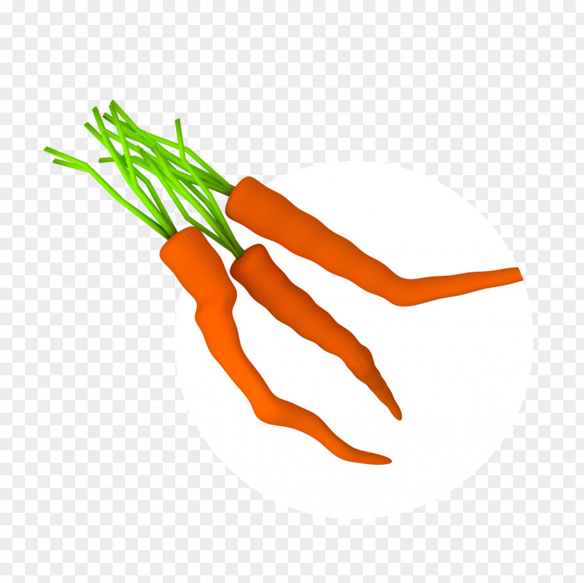 Line Baby Carrot Clip Art PNG