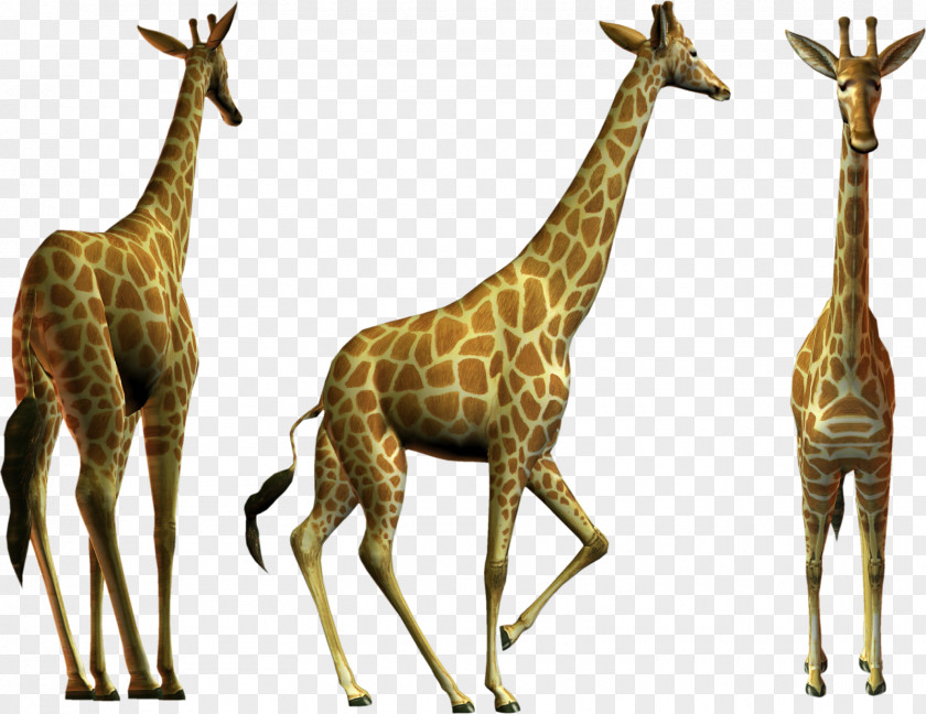 Northern Giraffe Clip Art PNG