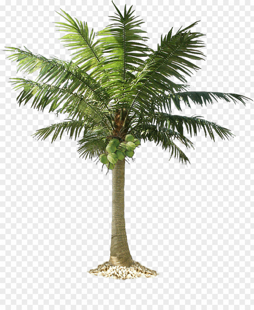 Palm Branch Green Trees Clip Art Vector Graphics Mexican Fan PNG