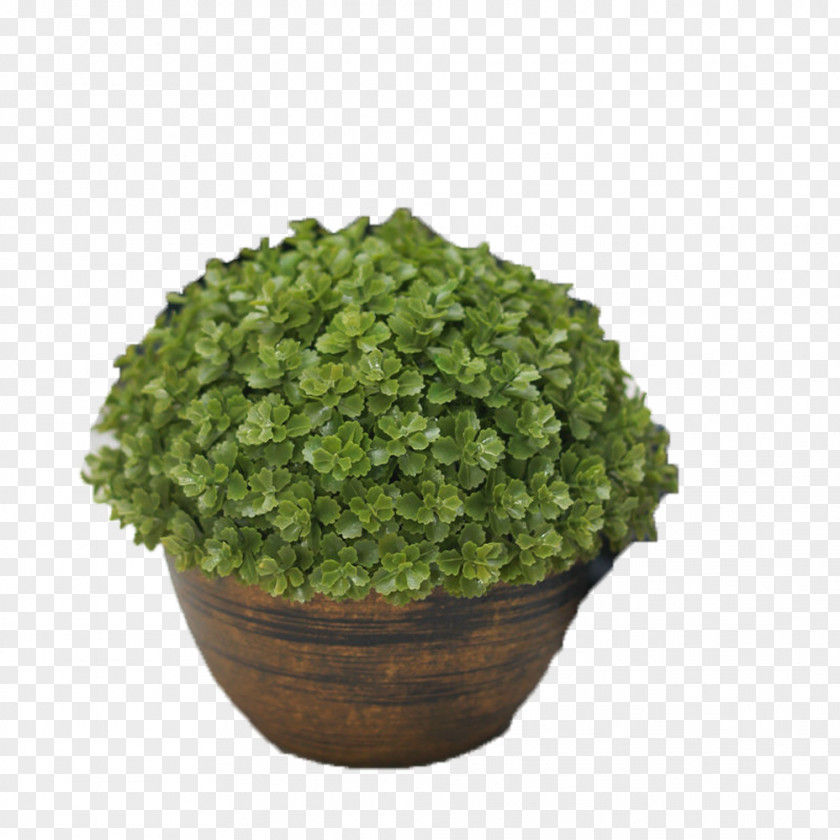 Round Basin Spring Grass Picture Material Singapore Circle Google Images PNG