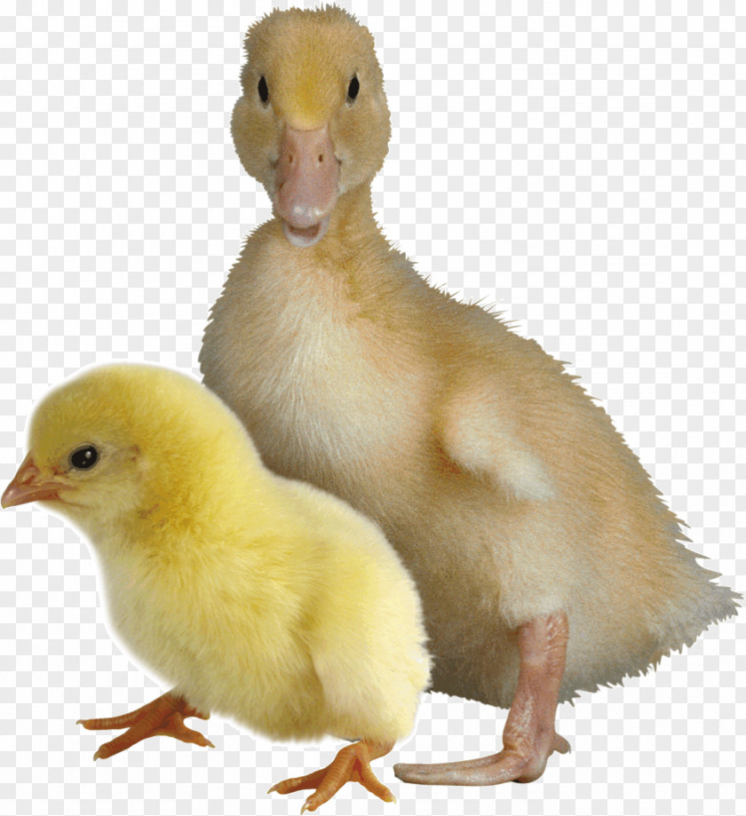 Duck Goose Chicken Bird Broiler PNG