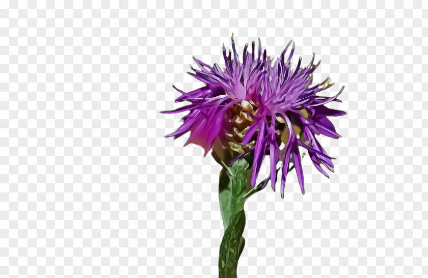 Flower Plant Purple Thistle Silybum PNG