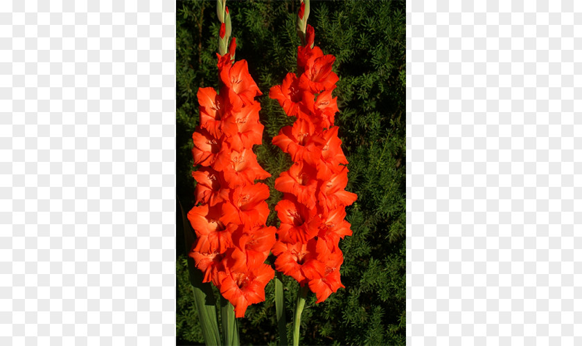 Gladiolus Tuberose Iridaceae Flower Plant PNG