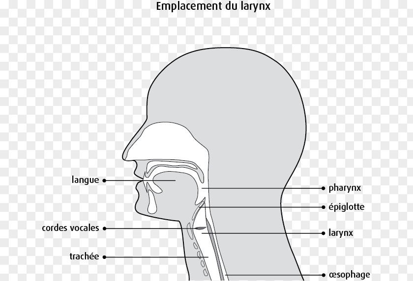 Larynx Thumb Cheek Mouth Jaw Finger PNG