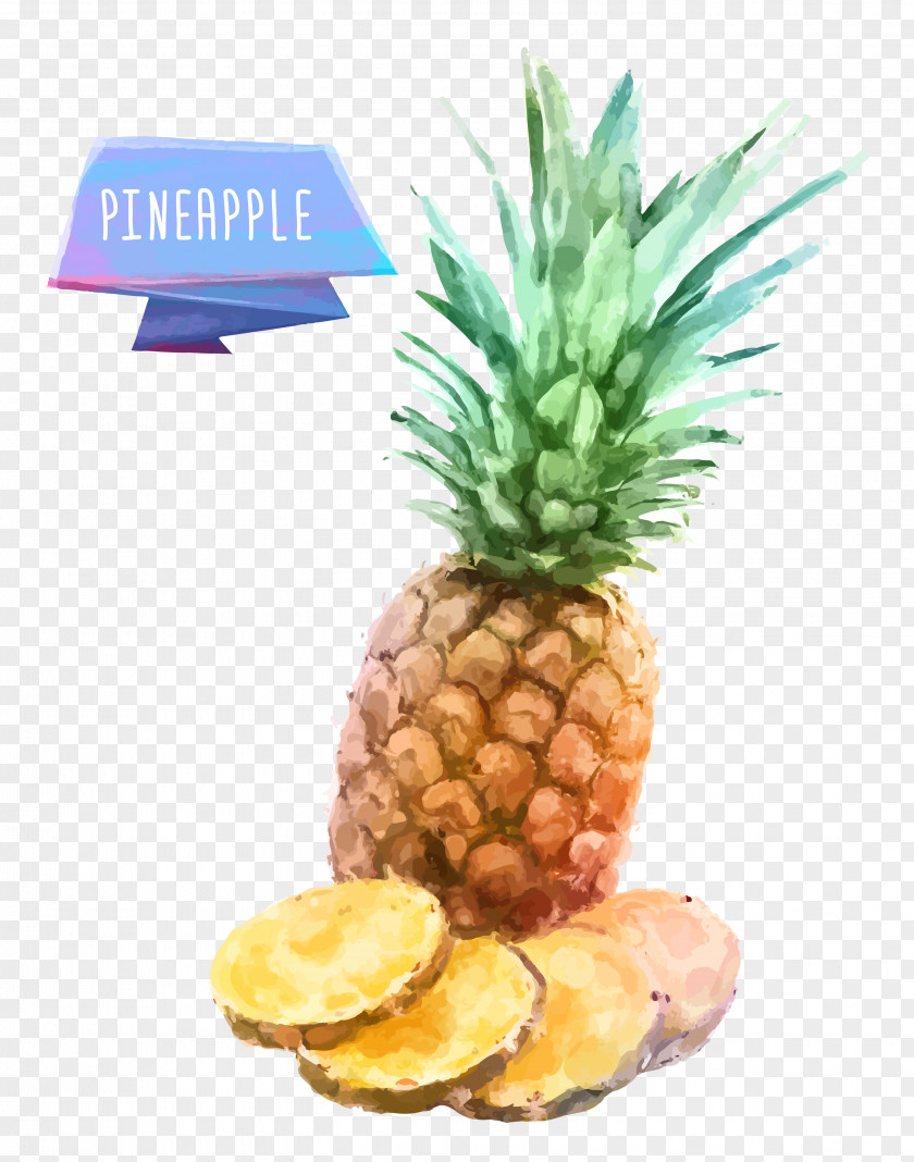 Pineapple Fruit INGE S.p.A Drawing Watercolor Painting PNG