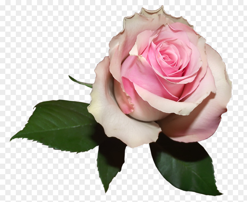 Soft Transparent Rose Picture Pink Garden Roses Flower Color PNG